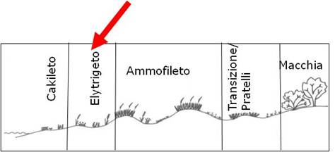 Elymeto